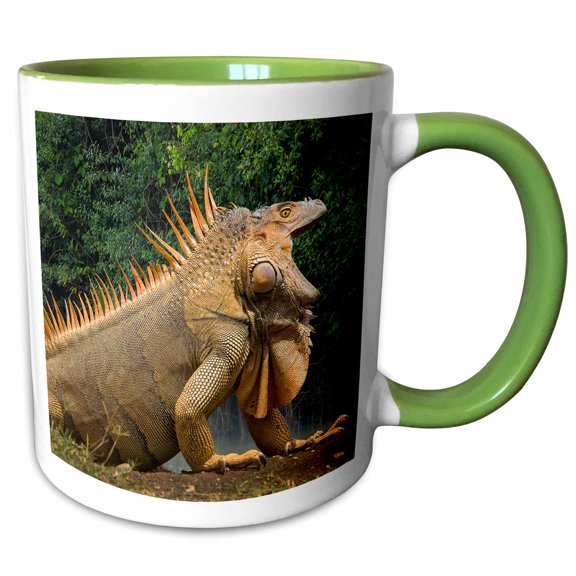 3drose, Caribbean, Costa Rica. Profile of Green Iguana., 11oz Two-tone Green Mug