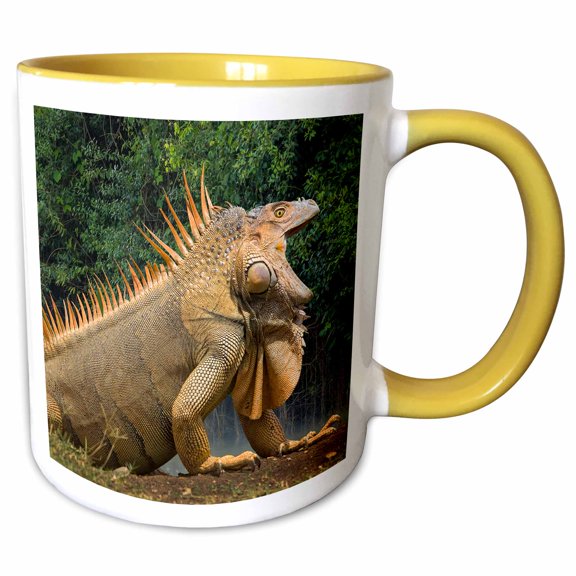 3drose, Caribbean, Costa Rica. Profile of Green Iguana., 11oz Two-tone Yellow Mug