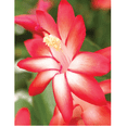 thumbnail image 1 of Caribbean Dancer Christmas Cactus Plant - Zygocactus - 2" Pot, 1 of 3