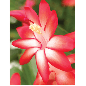 Caribbean Dancer Christmas Cactus Plant - Zygocactus - 2" Pot