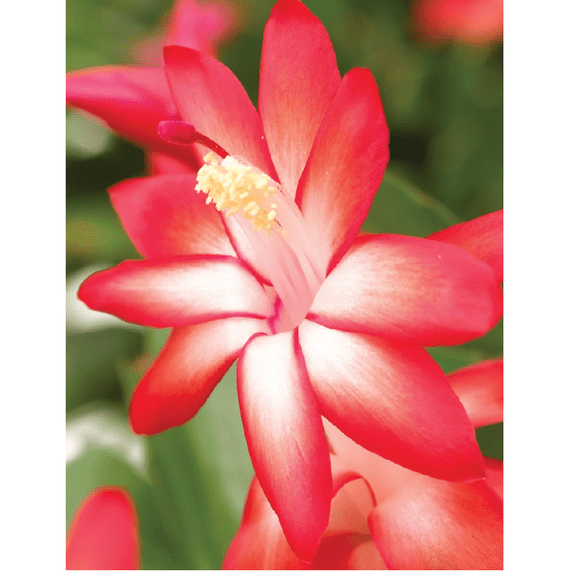 Caribbean Dancer Christmas Cactus Plant - Zygocactus - 2" Pot