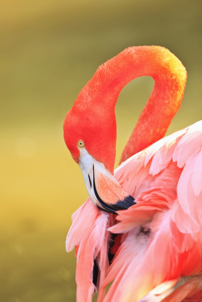 Caribbean Flamingo (Phoenicopterus Rube) At The San Diego Zoo San Diego California United States Of Americ Canvas Art - Stuart Westmorland Design Pics (12 x 19)