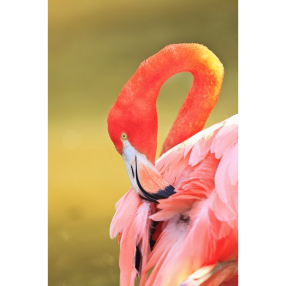 Caribbean Flamingo (Phoenicopterus Rube) At The San Diego Zoo San Diego California United States Of Americ Canvas Art - Stuart Westmorland Design Pics (12 x 19)