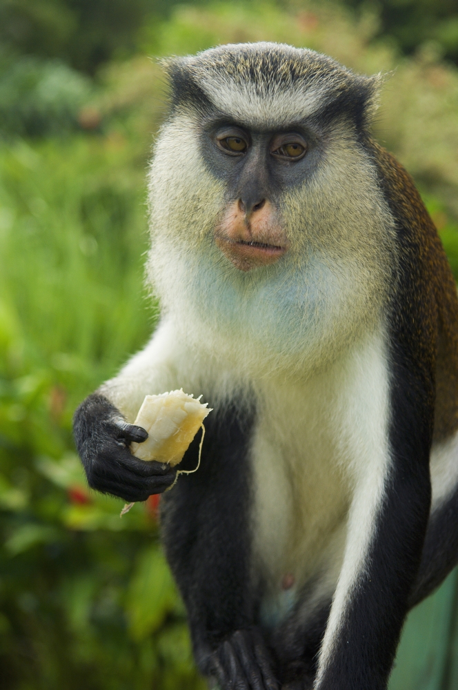 Caribbean Mona Monkey at Grand Etang National Park Grenada Canvas Art - Chris Parker Design Pics (24 x 38)
