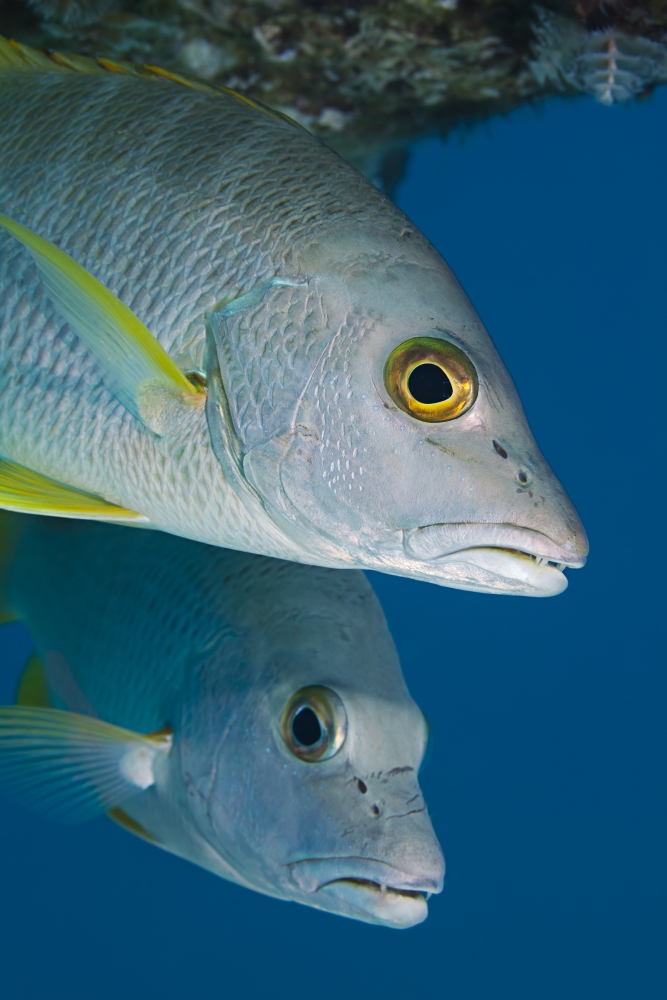 Caribbean Netherlands Antilles A pair of Cubera Snapper (Lutjanus cyanopterus) Canvas Art - Dave Fleetham Design Pics (12 x 18)