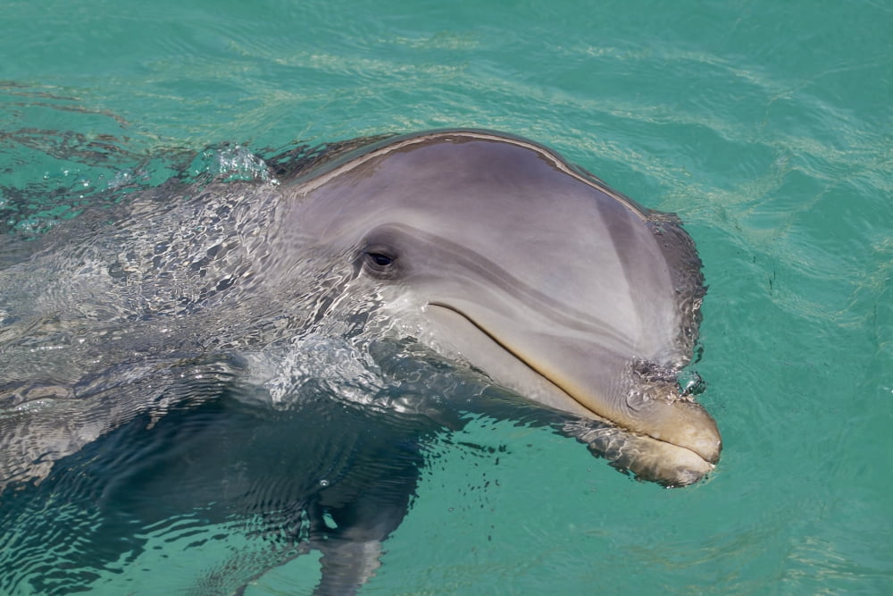 Caribbean Netherlands Antilles Curaco Atlantic Bottlenose Dolphin (Tursiops truncatus) in crystal clear waters Canvas Art - Dave Fleetham Design Pics (38 x 24)