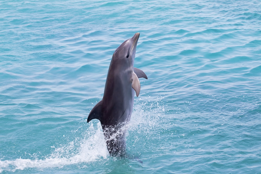 Caribbean Netherlands Antilles Curaco Atlantic Bottlenose Dolphin (Tursiops truncatus) leaps from the water Canvas Art - Dave Fleetham Design Pics (38 x 24)
