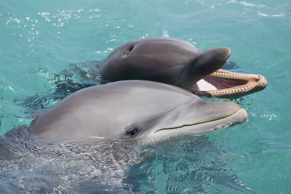 Caribbean Netherlands Antilles Curaco Atlantic Bottlenose Dolphins (Tursiops truncatus) in crystal clear waters Canvas Art - Dave Fleetham Design Pics (38 x 24)