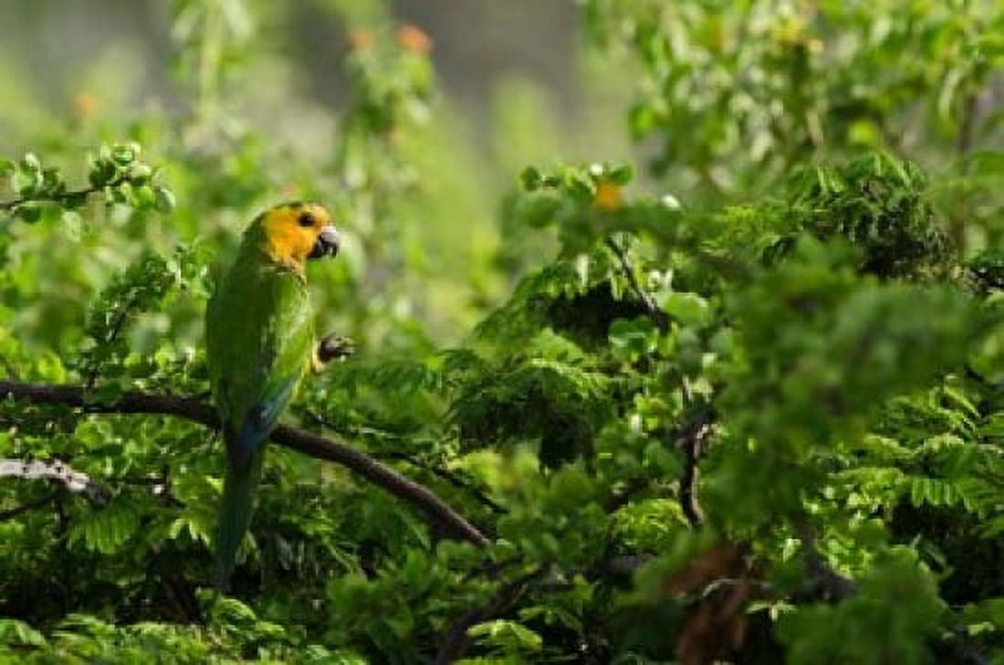 Caribbean Parakeet tropical bird Netherlands Antilles Canvas Art - Pete Oxford DanitaDelimont (36 x 24)