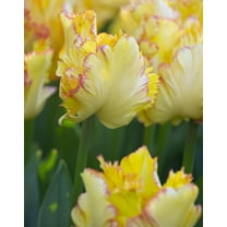 Caribbean Parrot Tulip Bulbs for Planting - Perennial Garden or Container Flowers (10 Bulbs)
