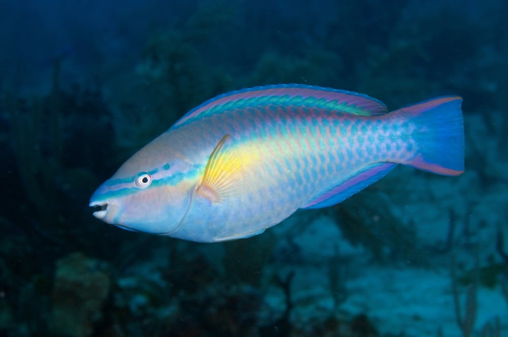 Caribbean Princess Parrotfish Canvas Art - Karen DoodyStocktrek Images (18 x 12)