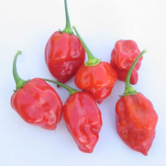 Caribbean Red Habanero Hot Pepper Garden Seeds - 4 Oz- Non-GMO, Heirloom Vegetable Gardening Seed