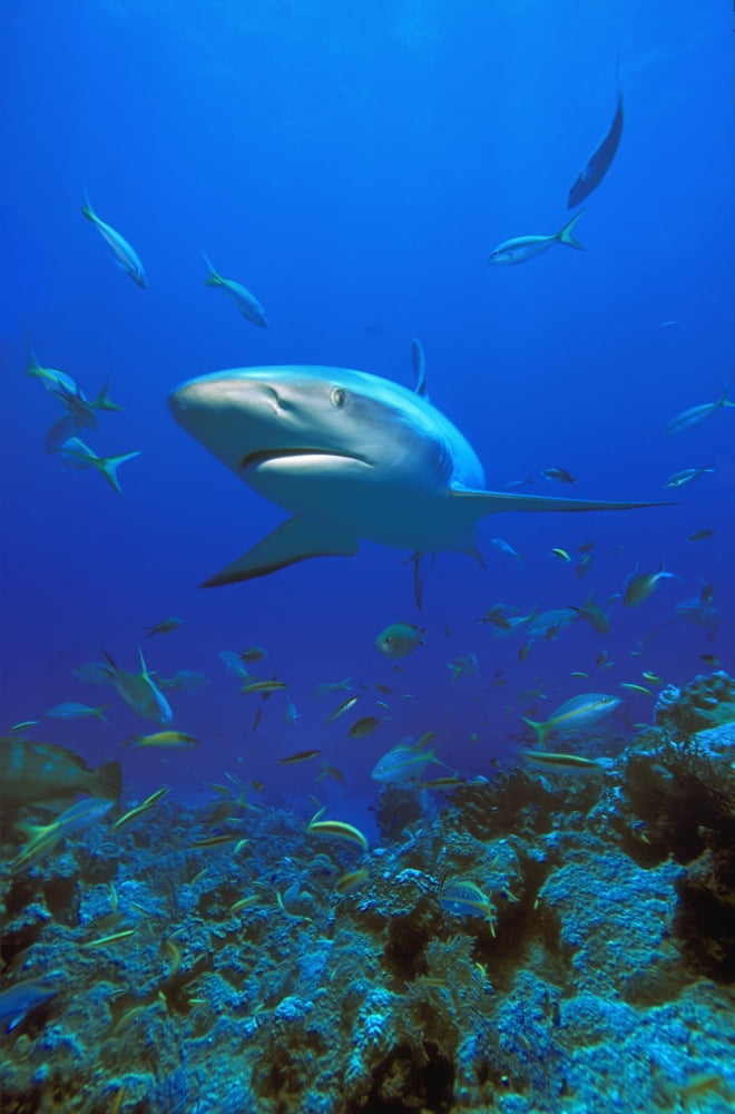 Caribbean Reef Shark (Carcharhinus Perezi) Canvas Art - Carson Ganci Design Pics (22 x 34)