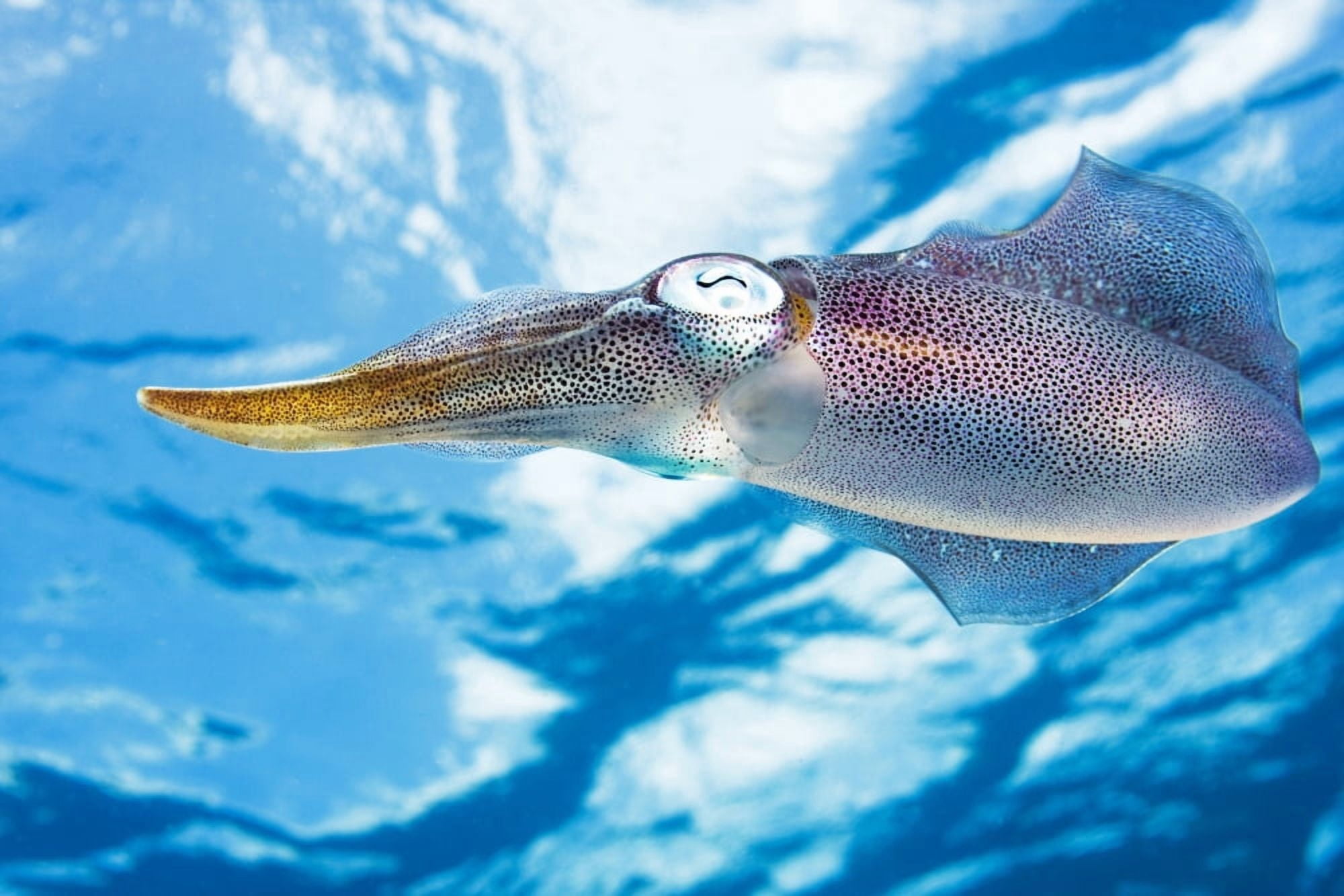 Caribbean Reef Squid (Sepioteuthis Sepioidea) Bonaire Canvas Art - Dave Fleetham Design Pics (17 x 11)