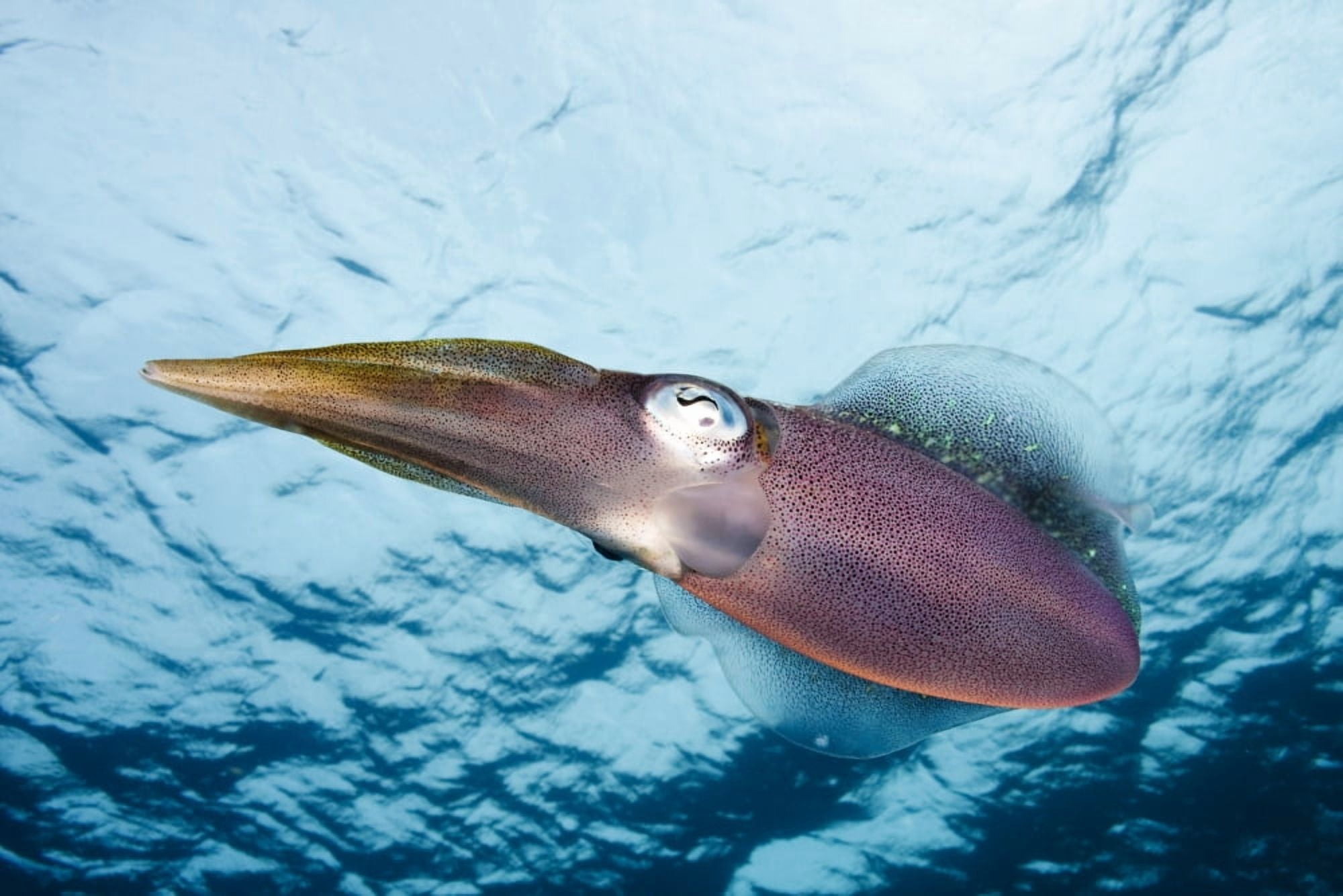 Caribbean Reef Squid (Sepioteuthis Sepioidea) Bonaire Canvas Art - Dave Fleetham Design Pics (17 x 11)