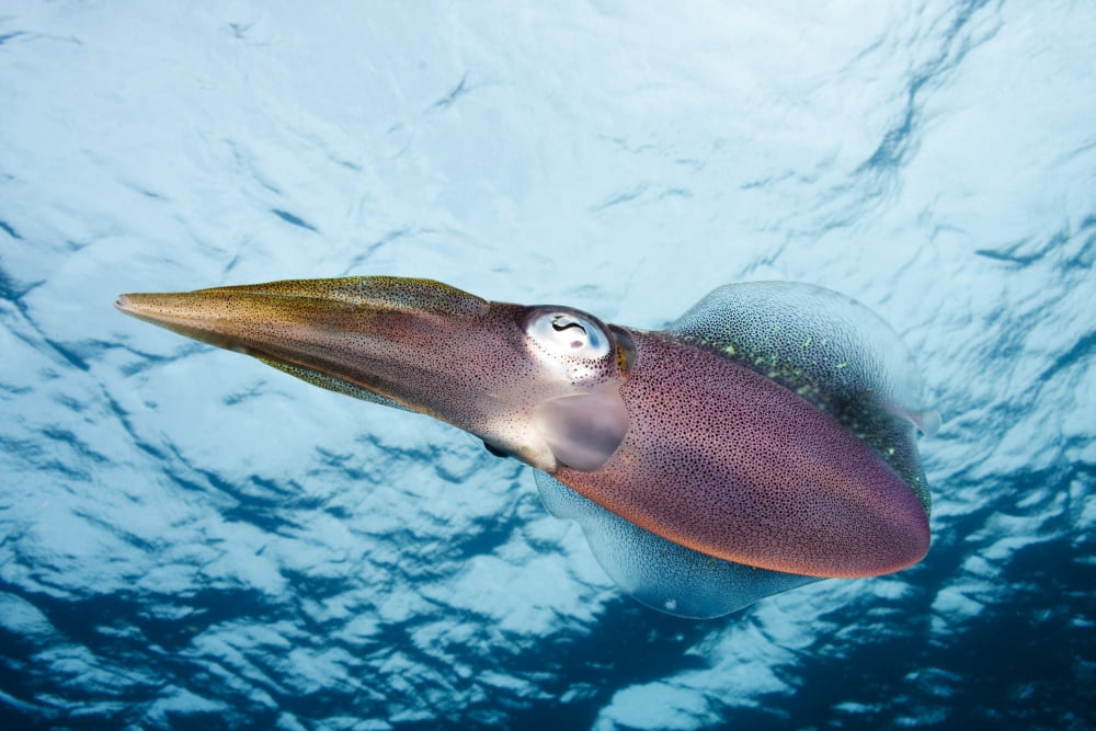 Caribbean Reef Squid (Sepioteuthis Sepioidea) Bonaire Canvas Art - Dave Fleetham Design Pics (34 x 22)