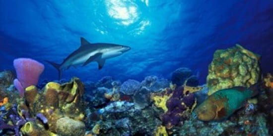Caribbean Reef shark (Carcharhinus perezi) Rainbow Parrotfish (Scarus guacamaia) in the sea Canvas Art - Panoramic Images (24 x 12)