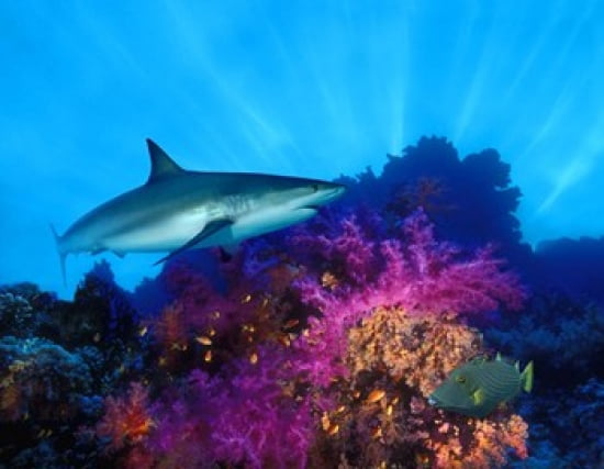 Caribbean Reef shark (Carcharhinus perezi) and Soft corals in the ocean Canvas Art - Panoramic Images (28 x 22)