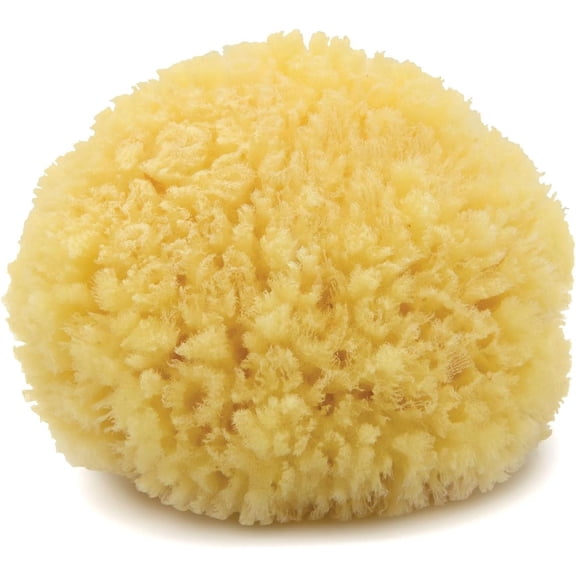Caribbean Sea Sponge, Medium (Approx. 5-6 Inch), Hand Processed, Natural & Eco-Friendly Bath Sponge