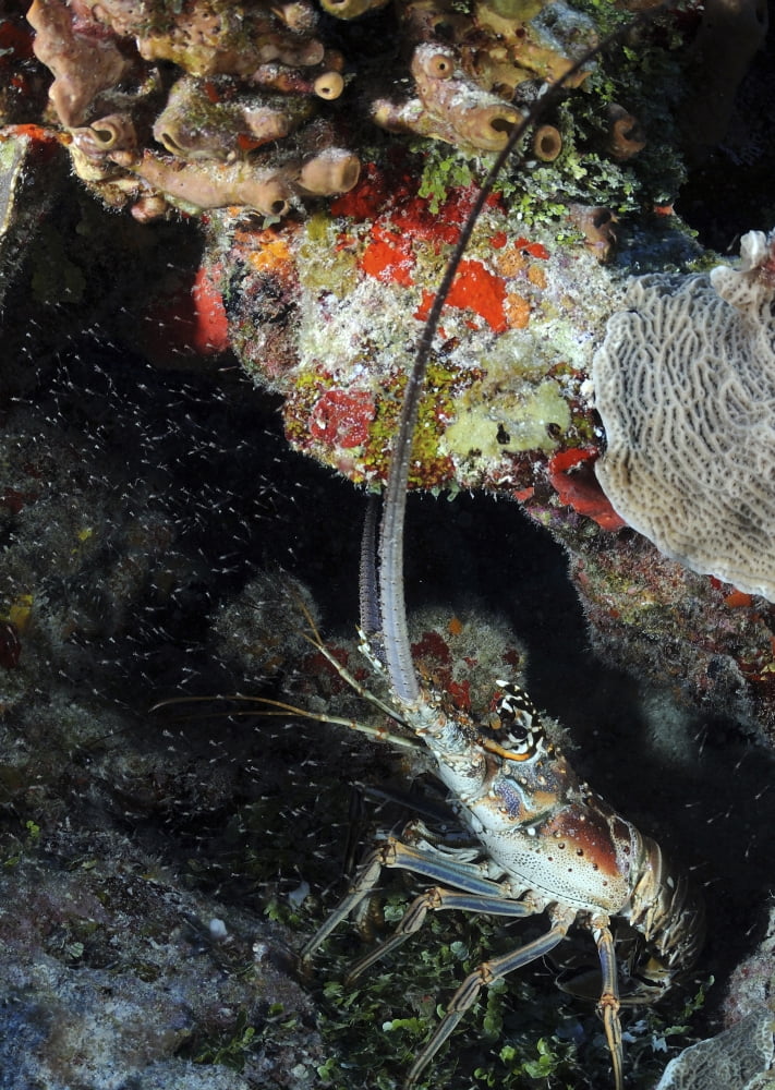 Caribbean Spiny Lobster on Caribbean reef Canvas Art - Karen DoodyStocktrek Images (24 x 33)