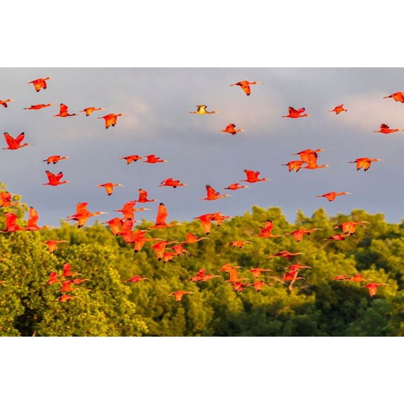 Caribbean-Trinidad-Caroni Swamp Scarlet ibis birds in flight by Jaynes Gallery (24 x 18)