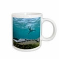 thumbnail image 1 of 3drose, Caribbean Whiptail Ray and Snorkeler, Shark Ray Alley, Belize, 11oz Mug, 1 of 6