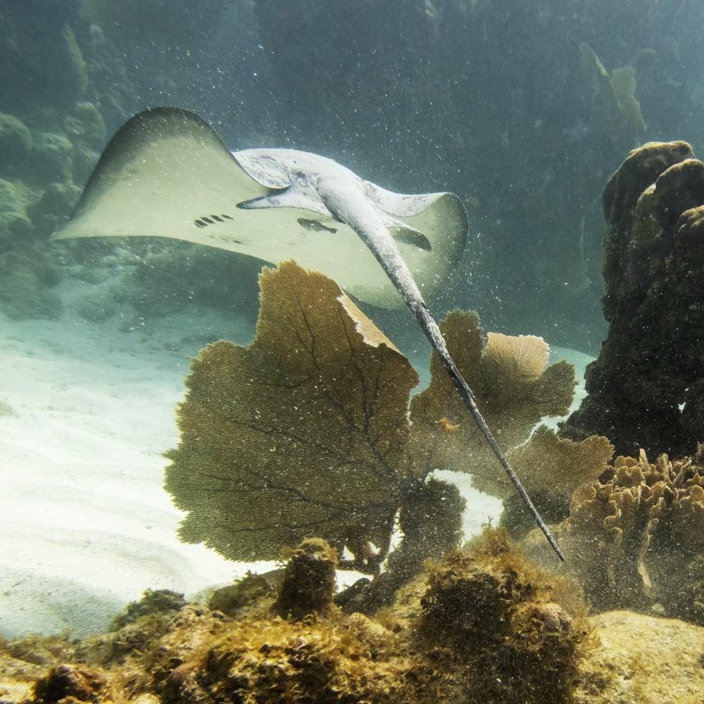 Caribbean Whiptail Stingray (Himantura Schmardae) Utila Bay Islands Honduras Canvas Art - Keith Levit Design Pics (15 x 15)