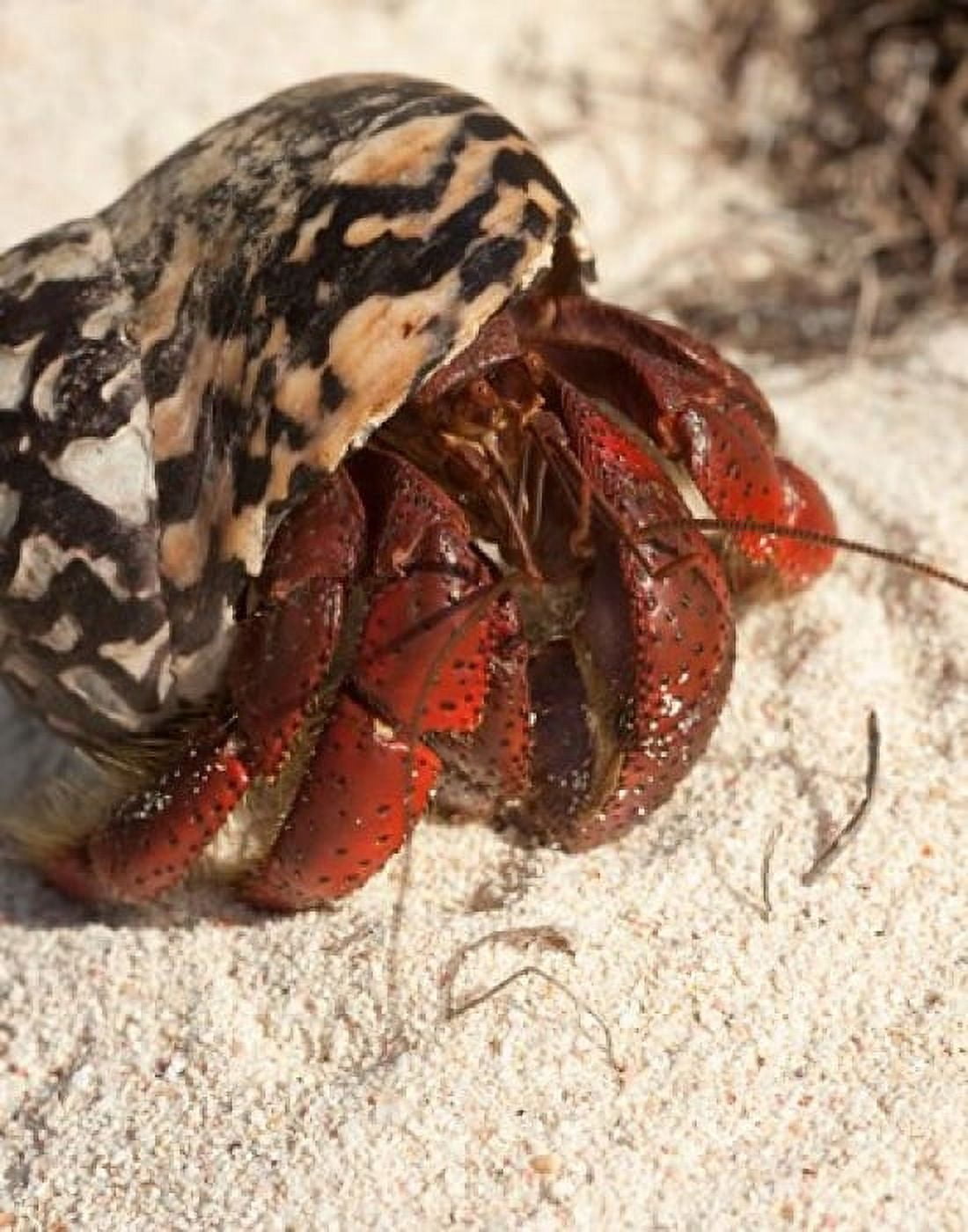 Caribbean hermit crab Mona Island Puerto Rico Canvas Art - Maresa Pryor DanitaDelimont (24 x 36)
