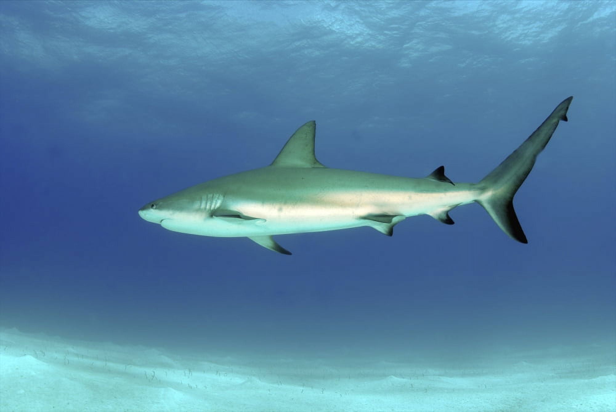 Caribbean reef shark Nassau The Bahamas Canvas Art - Amanda NichollsStocktrek Images (34 x 23)