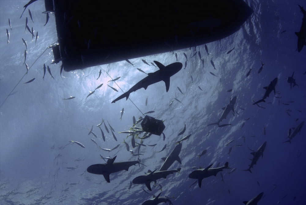 Caribbean reef sharks circling a dive boat Nassau The Bahamas Canvas Art - Amanda NichollsStocktrek Images (34 x 23)