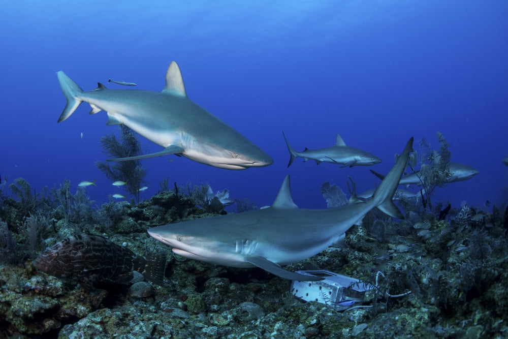 Caribbean reef sharks swimming along the reef off of Cuba Canvas Art - Mathieu MeurStocktrek Images (17 x 12)