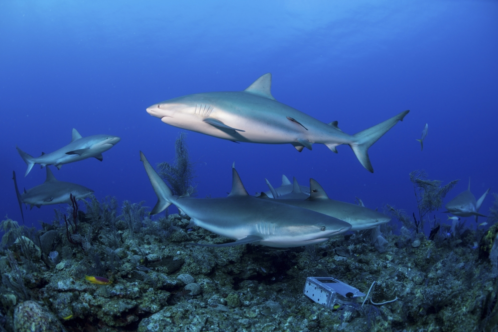 Caribbean reef sharks swimming along the reef off of Cuba Canvas Art - Mathieu MeurStocktrek Images (17 x 12)