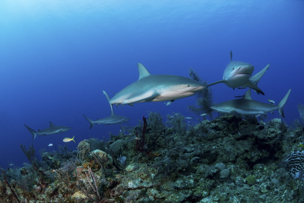 Caribbean reef sharks swimming along the reef off of Cuba Canvas Art - Mathieu MeurStocktrek Images (17 x 12)
