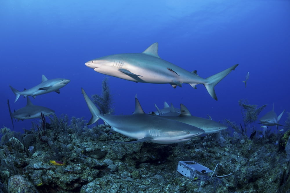 Caribbean reef sharks swimming along the reef off of Cuba Canvas Art - Mathieu MeurStocktrek Images (34 x 23)