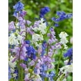 thumbnail image 1 of Caribbeangardenseed Spanish Bluebells,HYACINTHOIDES HISPANICA (10 Mixed Bulbs) A.K.A Wood Hyacinth, 1 of 2