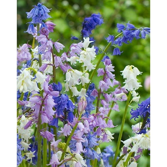 Caribbeangardenseed Spanish Bluebells,HYACINTHOIDES HISPANICA (10 Mixed Bulbs) A.K.A Wood Hyacinth