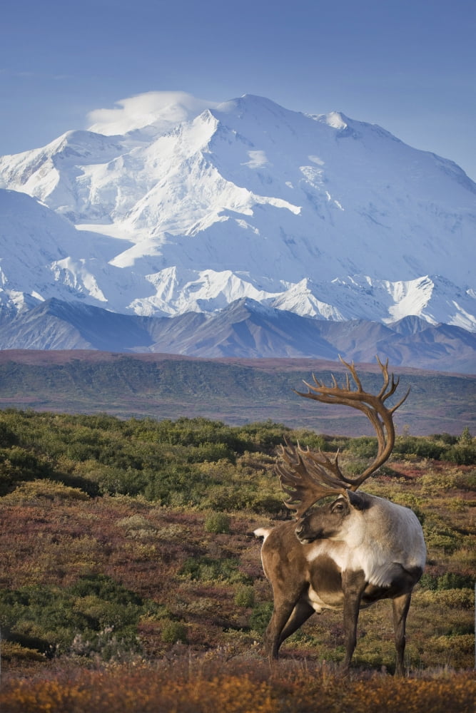 Caribou Bull Standing On A Ridgeline With Mt Mckinley And Denali National Park And Preserve In The Background Interior Alaska Autumn Composite Canvas Art - Milo Burcham Design Pics (12 x 18)
