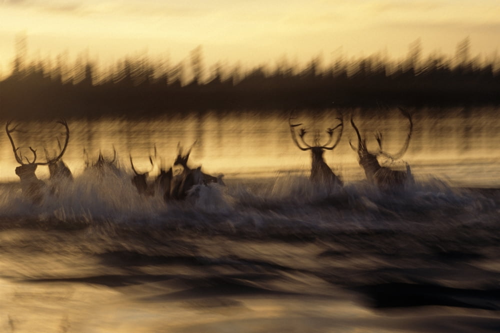 Caribou Herd Running Across Kobuk River At Sunset Blurred Arctic Alaska Kobuk Valley National Park Autumn Canvas Art - Nick Jans Design Pics (34 x 22)