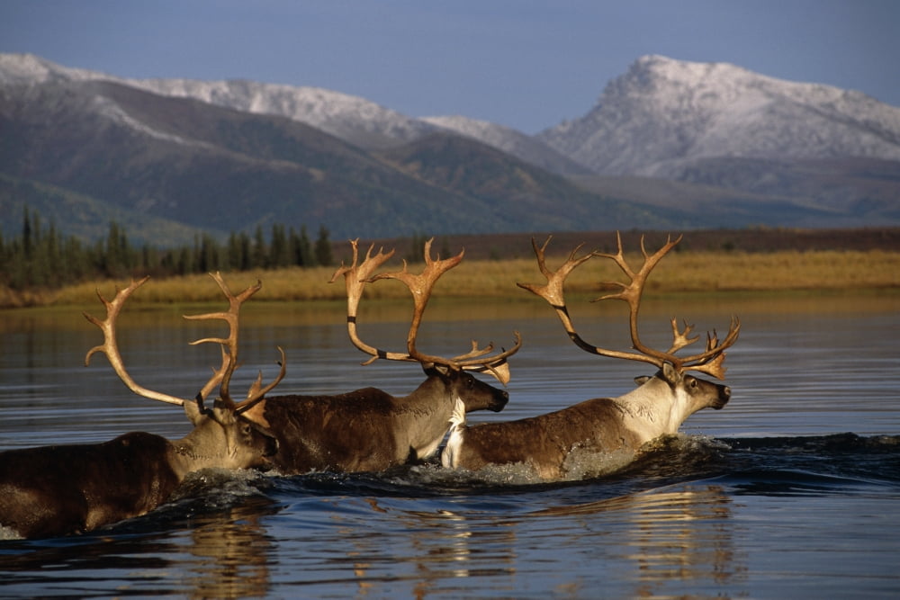 Caribou Herd Swimming Across Kobuk River Arctic Alaska Autumn Kobuk Valley National Park Canvas Art - Nick Jans Design Pics (17 x 11)