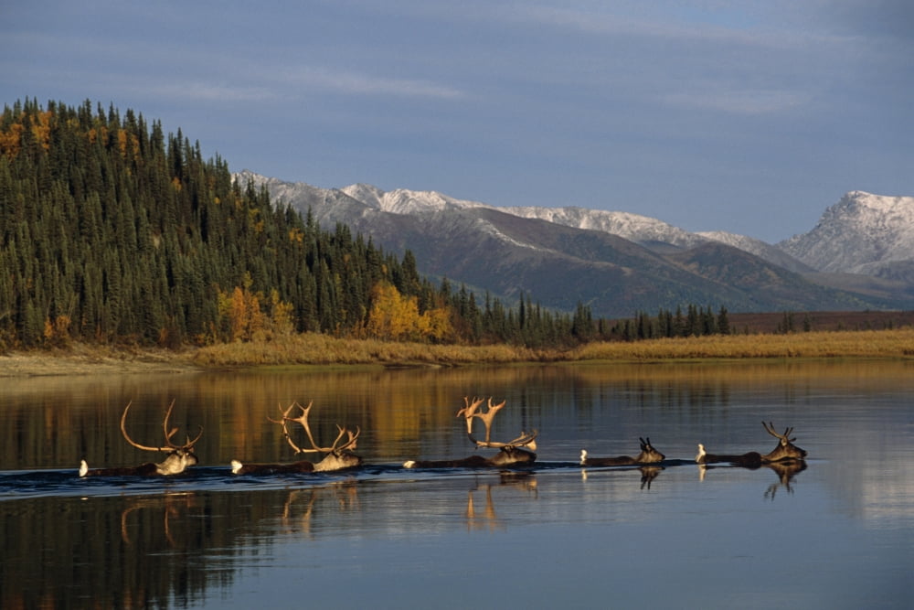 Caribou Herd Swimming Across Kobuk River Arctic Alaska Autumn Kobuk Valley National Park Canvas Art - Nick Jans Design Pics (34 x 22)