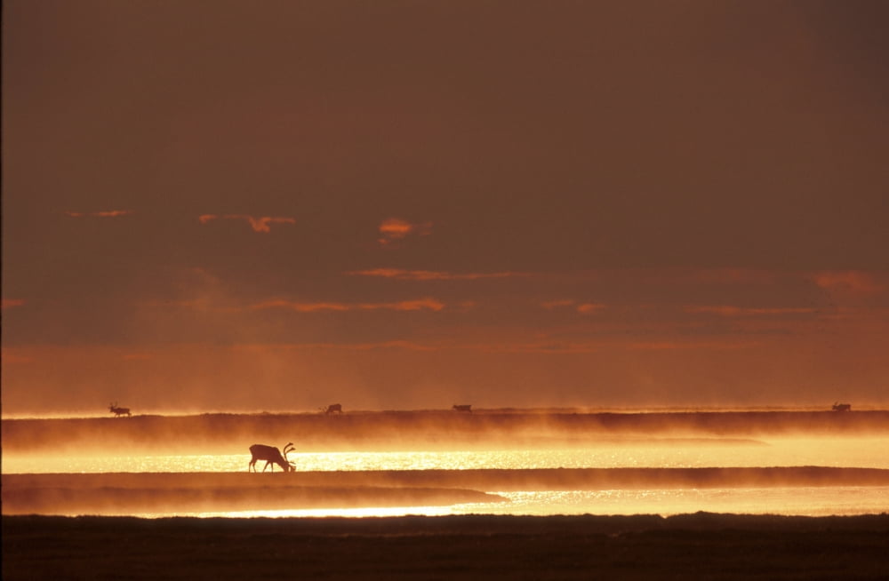 Caribou On Tundra Rising Fog Sunset Summer Arctic Alaska Canvas Art - John Warden Design Pics (17 x 11)