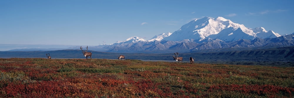 Caribou On Tundra With Mckinley Denali National Park Interior Alaska Summer Canvas Art - Calvin Hall Design Pics (26 x 8)