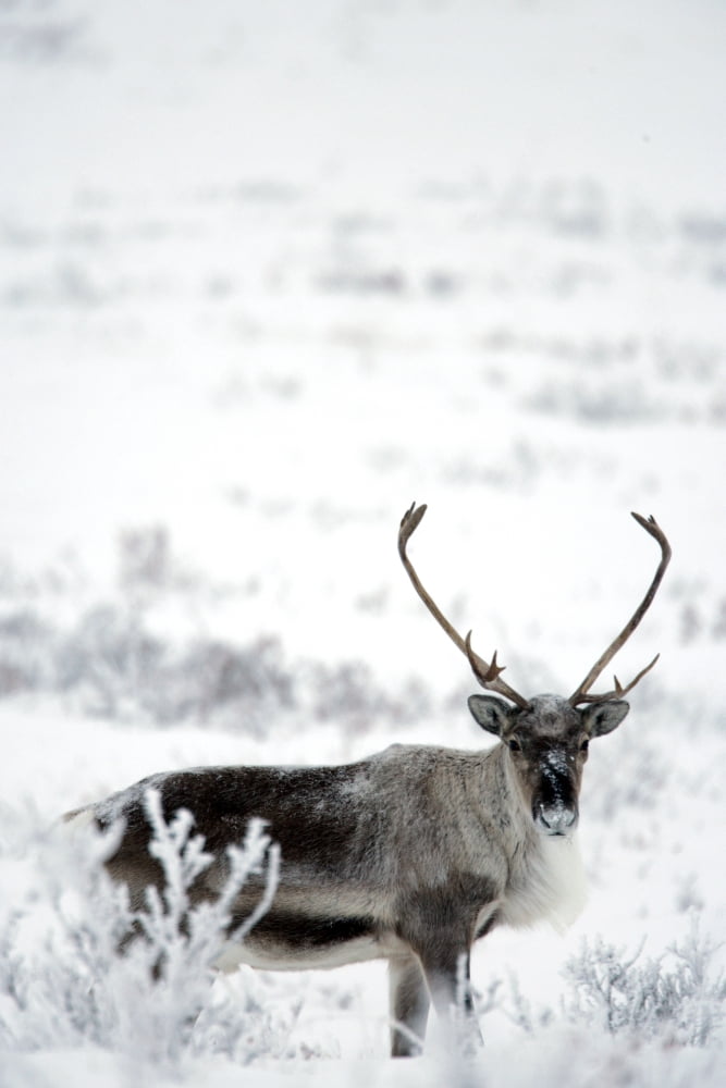 Caribou (Rangifer Tarandus) Dempster Highway Yukon Canvas Art - Robert Postma Design Pics (12 x 18)