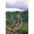 thumbnail image 1 of Caribou (Rangifer tarandus) antlers, Denali National Park and Preserve, Interior Alaska; Alaska, United States of America by Tom Soucek / Design Pics (11 x 17), 1 of 3