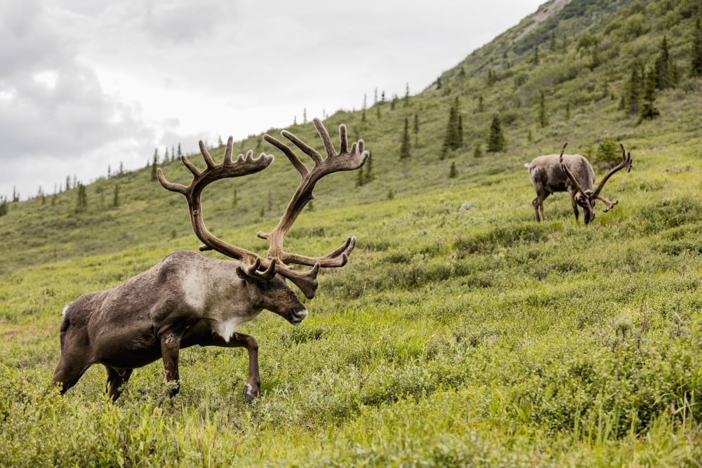 Caribou (Rangifer tarandus) forage along Savage River in Denali National Park in Interior Alaska Summer Canvas Art - Ray Bulson Design Pics (38 x 24)