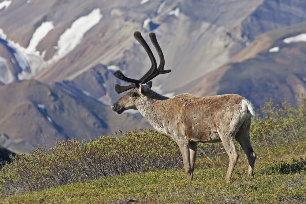 Caribou (Rangifer tarandus) near the Park road Denali National Park Interior Alaska Canvas Art - Alissa Crandall Design Pics (19 x 12)