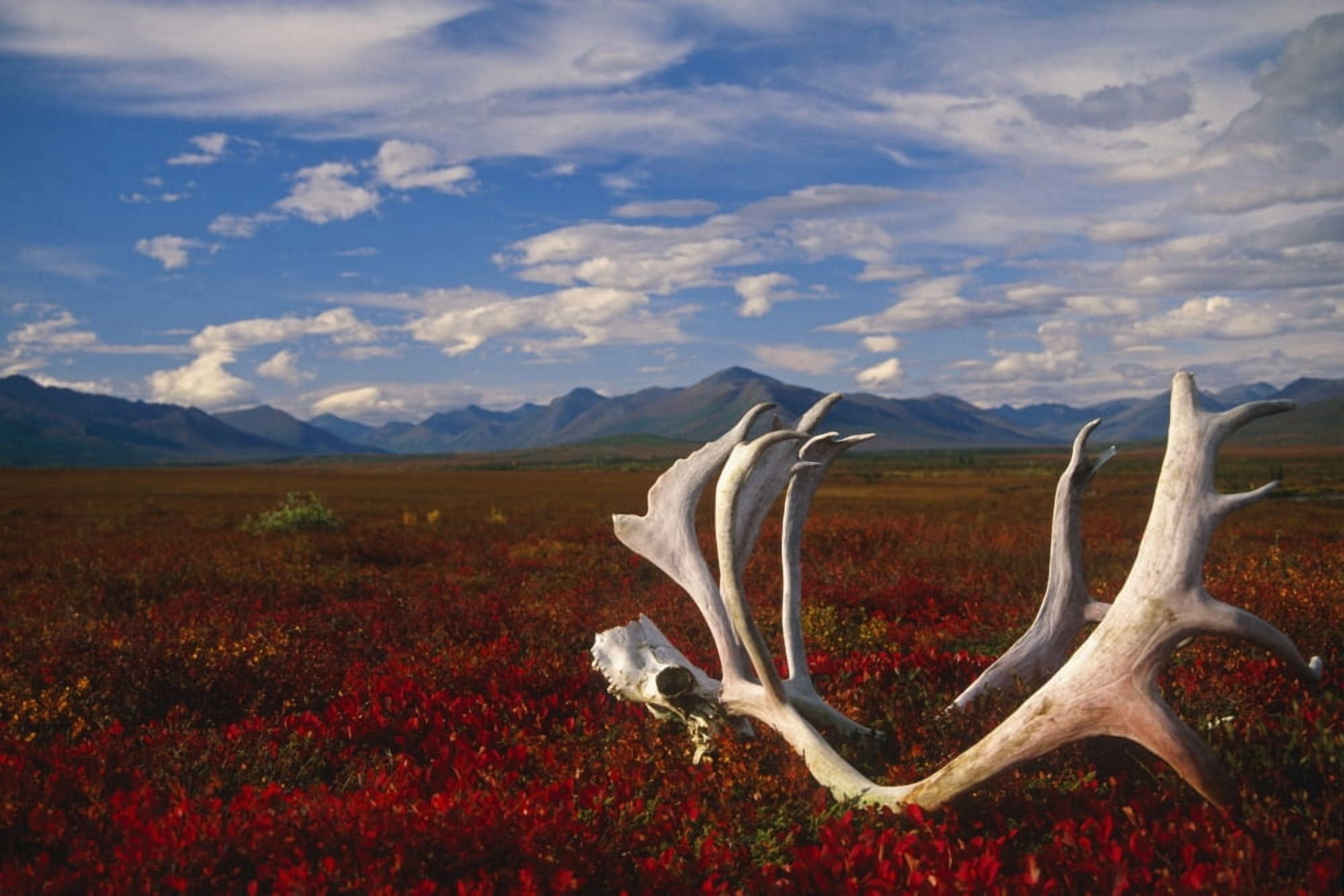 Caribou Skull & Antlers Laying On Arctic Tundra Kobuk Valley National Park Alaska Autumn Canvas Art - Nick Jans Design Pics (17 x 11)
