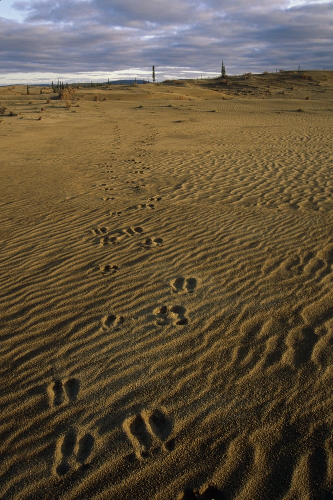 Caribou Tracks In The Great Kobuk Sand Dunes Kobuk Valley National Park Arctic Alaska Autumn Canvas Art - Nick Jans Design Pics (11 x 17)
