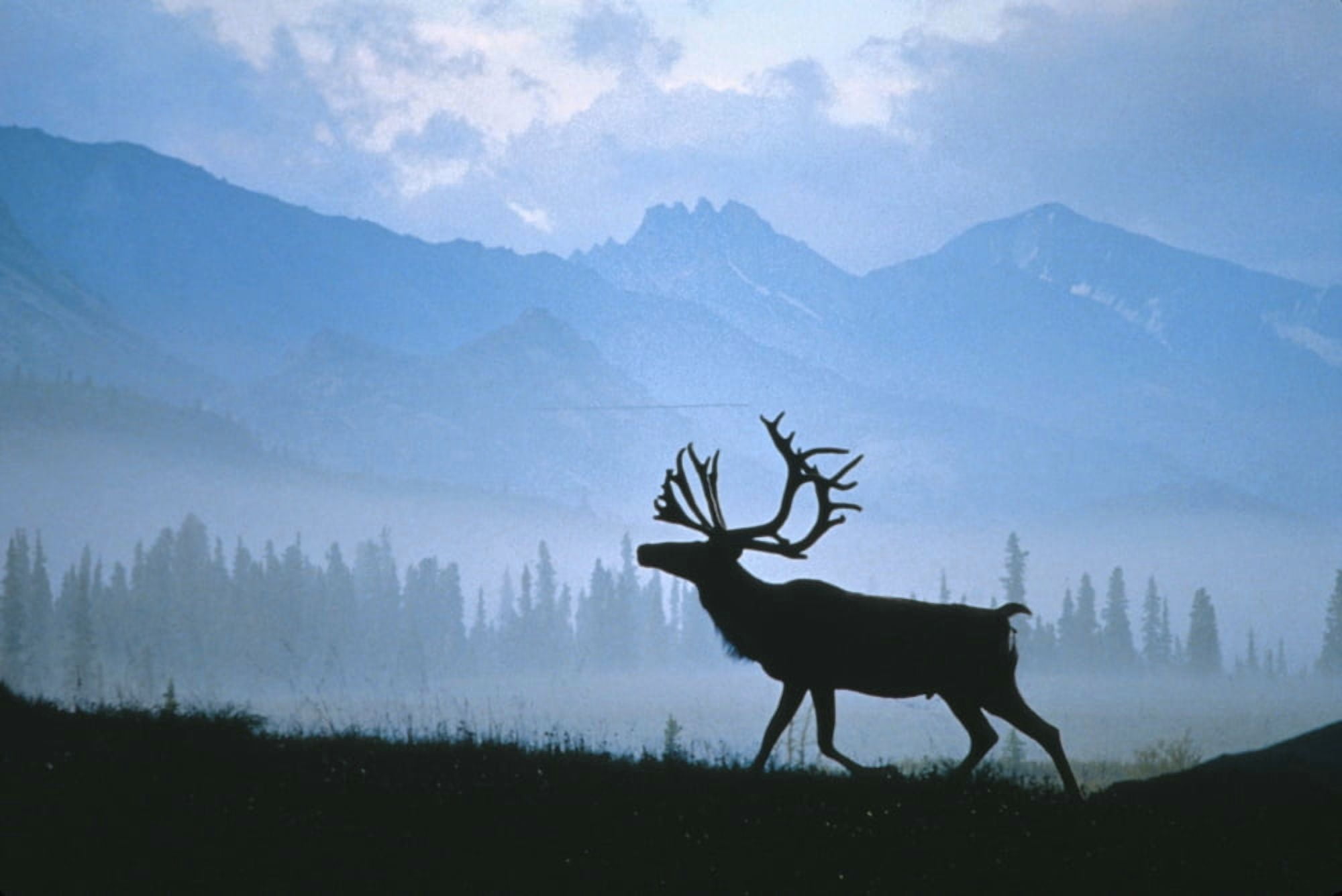 Caribou Walking Denali Natl Park Fog Alaska Composite Canvas Art - John Warden Design Pics (17 x 11)