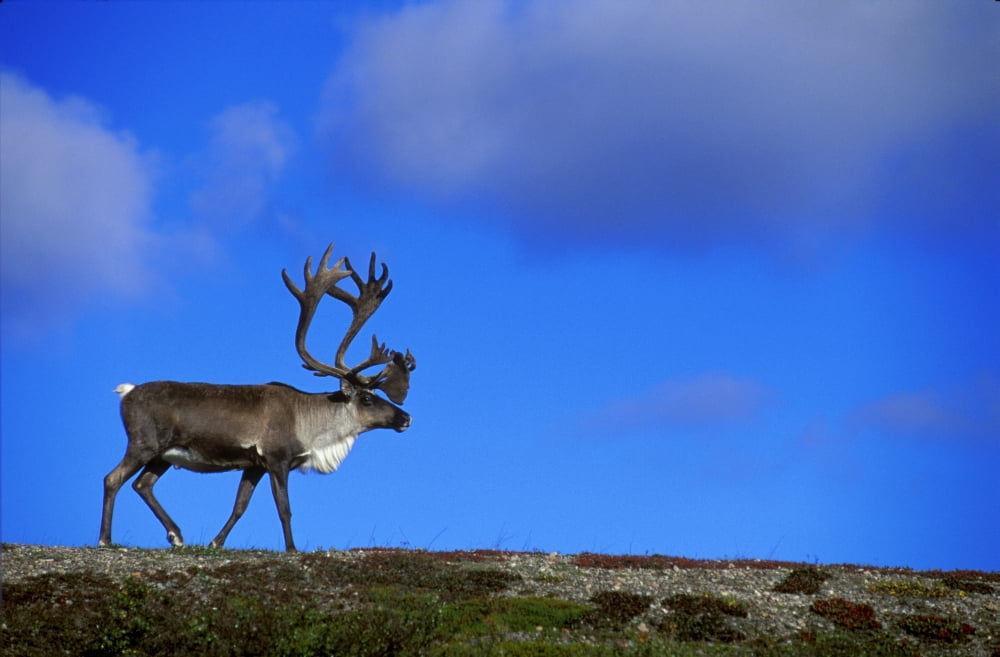 Caribou Walking On Hill Crest Canvas Art - Jason Witherspoon Design Pics (17 x 11)